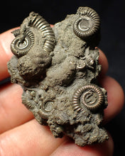 Load image into Gallery viewer, Pyrite multi-ammonite fossil Crucilobiceras (48 mm)