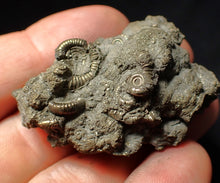 Load image into Gallery viewer, Pyrite multi-ammonite fossil Crucilobiceras (48 mm)