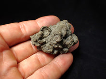 Load image into Gallery viewer, Pyrite multi-ammonite fossil Crucilobiceras (48 mm)