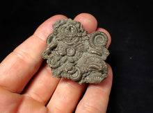 Load image into Gallery viewer, Pyrite multi-ammonite fossil Crucilobiceras (51 mm)