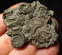 Load image into Gallery viewer, Pyrite multi-ammonite fossil Crucilobiceras (51 mm)
