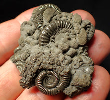 Load image into Gallery viewer, Pyrite multi-ammonite fossil Crucilobiceras (51 mm)