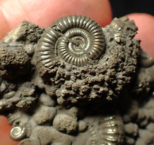 Load image into Gallery viewer, Pyrite multi-ammonite fossil Crucilobiceras (51 mm)
