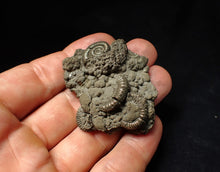 Load image into Gallery viewer, Pyrite multi-ammonite fossil Crucilobiceras (51 mm)