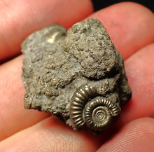 Load image into Gallery viewer, Pyrite multi-ammonite fossil Crucilobiceras (29 mm)