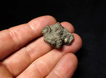 Load image into Gallery viewer, Pyrite multi-ammonite fossil Crucilobiceras (29 mm)