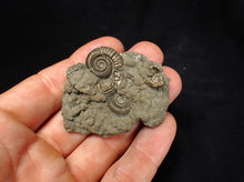 Load image into Gallery viewer, Pyrite multi-ammonite fossil Crucilobiceras (53 mm)
