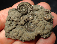 Load image into Gallery viewer, Pyrite multi-ammonite fossil Crucilobiceras (53 mm)