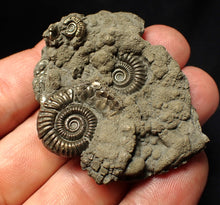 Load image into Gallery viewer, Pyrite multi-ammonite fossil Crucilobiceras (53 mm)