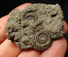 Load image into Gallery viewer, Pyrite multi-ammonite fossil Crucilobiceras (53 mm)