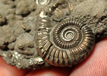 Load image into Gallery viewer, Pyrite multi-ammonite fossil Crucilobiceras (53 mm)