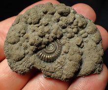 Load image into Gallery viewer, Pyrite multi-ammonite fossil Crucilobiceras (53 mm)