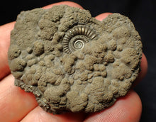Load image into Gallery viewer, Pyrite multi-ammonite fossil Crucilobiceras (53 mm)
