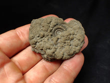 Load image into Gallery viewer, Pyrite multi-ammonite fossil Crucilobiceras (53 mm)