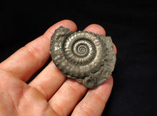 Load image into Gallery viewer, Large high-quality Crucilobiceras pyrite ammonite fossil (55 mm)