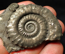 Load image into Gallery viewer, Large high-quality Crucilobiceras pyrite ammonite fossil (55 mm)