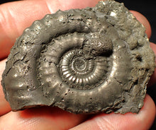 Load image into Gallery viewer, Large high-quality Crucilobiceras pyrite ammonite fossil (55 mm)