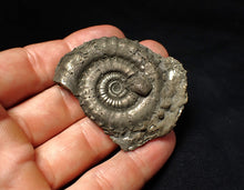 Load image into Gallery viewer, Large high-quality Crucilobiceras pyrite ammonite fossil (55 mm)