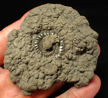 Load image into Gallery viewer, Large Crucilobiceras pyrite ammonite fossil (76 mm)