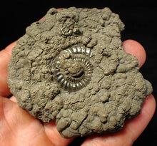 Load image into Gallery viewer, Large Crucilobiceras pyrite ammonite fossil (76 mm)