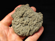Load image into Gallery viewer, Large Crucilobiceras pyrite ammonite fossil (76 mm)
