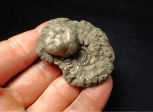 Load image into Gallery viewer, High-quality Crucilobiceras pyrite ammonite fossil (51 mm)