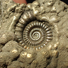 Load image into Gallery viewer, High-quality Crucilobiceras pyrite ammonite fossil (51 mm)