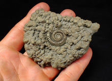 Load image into Gallery viewer, Large high-quality Crucilobiceras pyrite ammonite fossil (80 mm)