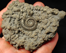 Load image into Gallery viewer, Large high-quality Crucilobiceras pyrite ammonite fossil (80 mm)