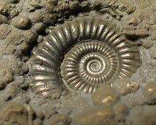 Load image into Gallery viewer, Large high-quality Crucilobiceras pyrite ammonite fossil (80 mm)