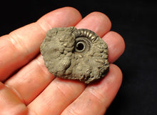 Load image into Gallery viewer, Crucilobiceras pyrite ammonite fossil (42 mm)