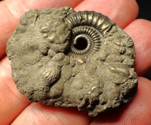 Load image into Gallery viewer, Crucilobiceras pyrite ammonite fossil (42 mm)