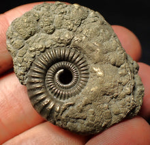 Load image into Gallery viewer, Crucilobiceras pyrite ammonite fossil (42 mm)