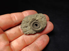 Load image into Gallery viewer, Crucilobiceras pyrite ammonite fossil (42 mm)