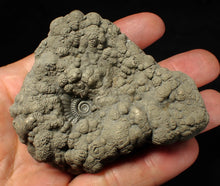 Load image into Gallery viewer, Large high-quality Crucilobiceras pyrite ammonite fossil (80 mm)