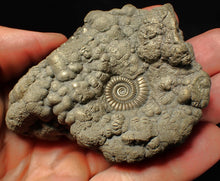 Load image into Gallery viewer, Large high-quality Crucilobiceras pyrite ammonite fossil (80 mm)