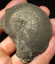 Load image into Gallery viewer, Large Oxynoticeras pyrite ammonite fossil (67 mm)