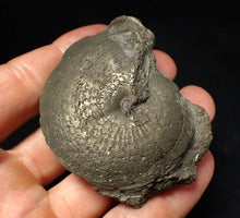 Load image into Gallery viewer, Large Oxynoticeras pyrite ammonite fossil (67 mm)
