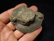 Load image into Gallery viewer, Large Oxynoticeras pyrite ammonite fossil (67 mm)