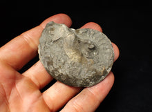 Load image into Gallery viewer, Large Oxynoticeras pyrite ammonite fossil (64 mm)