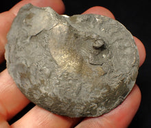 Load image into Gallery viewer, Large Oxynoticeras pyrite ammonite fossil (64 mm)