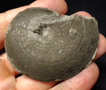 Load image into Gallery viewer, Large Oxynoticeras pyrite ammonite fossil (64 mm)