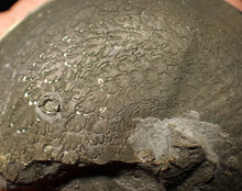 Load image into Gallery viewer, Large Oxynoticeras pyrite ammonite fossil (64 mm)