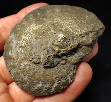 Load image into Gallery viewer, Large Oxynoticeras pyrite ammonite fossil (71 mm)