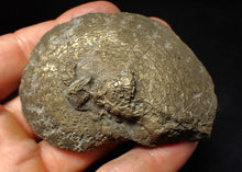 Load image into Gallery viewer, Large Oxynoticeras pyrite ammonite fossil (71 mm)