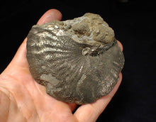 Load image into Gallery viewer, Very large high-quality Oxynoticeras pyrite ammonite fossil (91 mm)