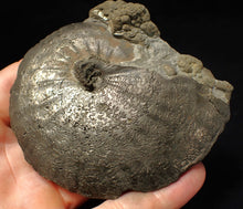 Load image into Gallery viewer, Very large high-quality Oxynoticeras pyrite ammonite fossil (91 mm)
