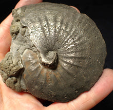 Load image into Gallery viewer, Very large high-quality Oxynoticeras pyrite ammonite fossil (91 mm)