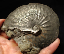 Load image into Gallery viewer, Very large high-quality Oxynoticeras pyrite ammonite fossil (91 mm)
