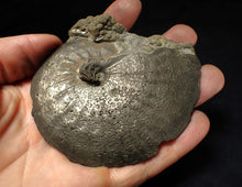Load image into Gallery viewer, Very large high-quality Oxynoticeras pyrite ammonite fossil (91 mm)